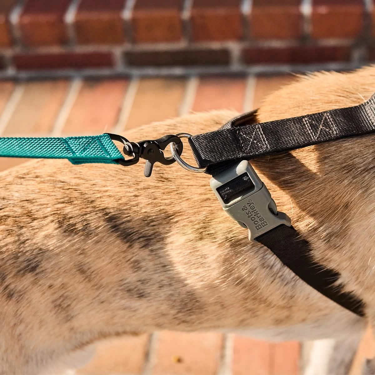 Dog Leash