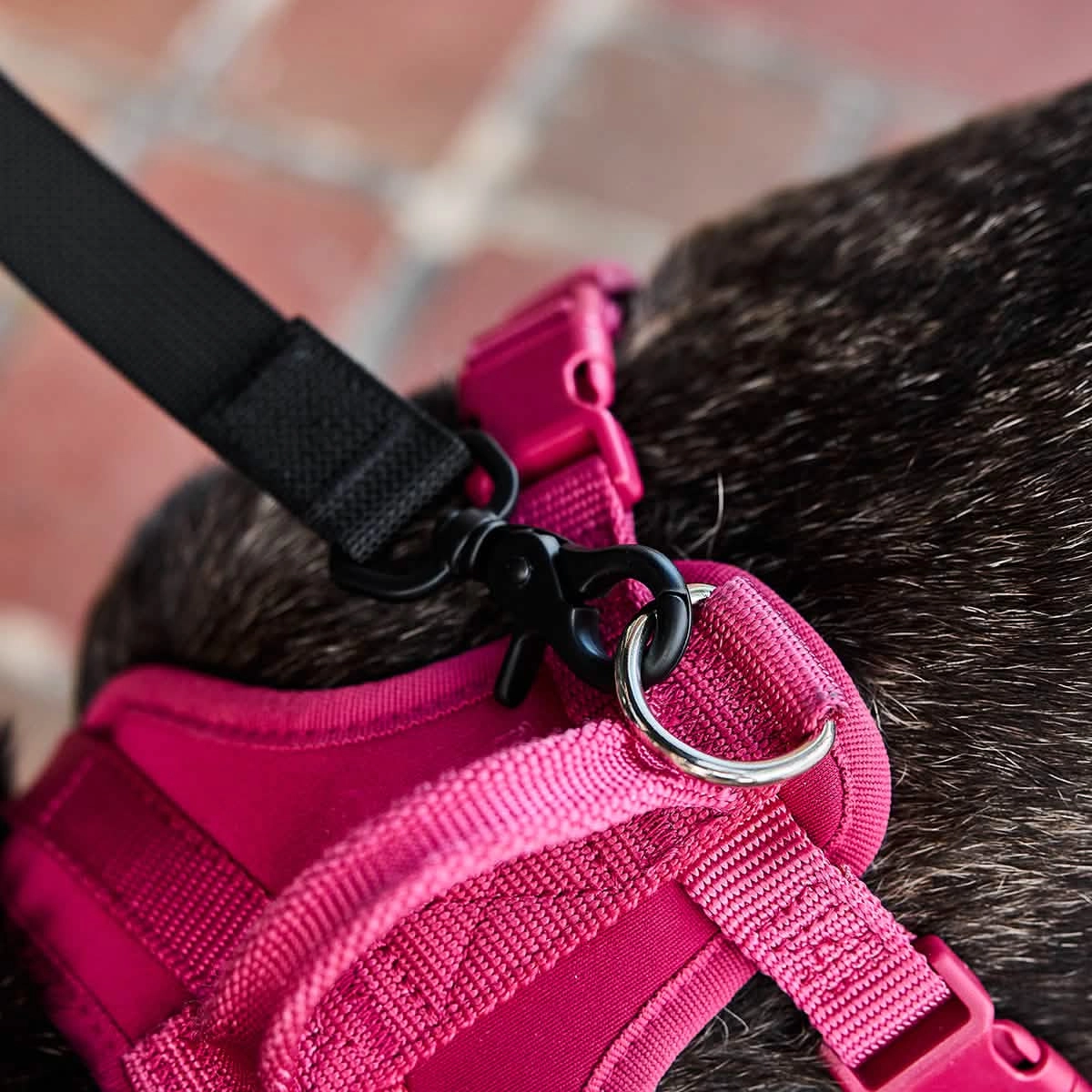 Dog Leash
