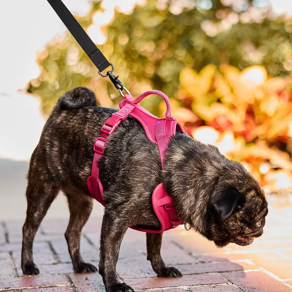 Dog Leash