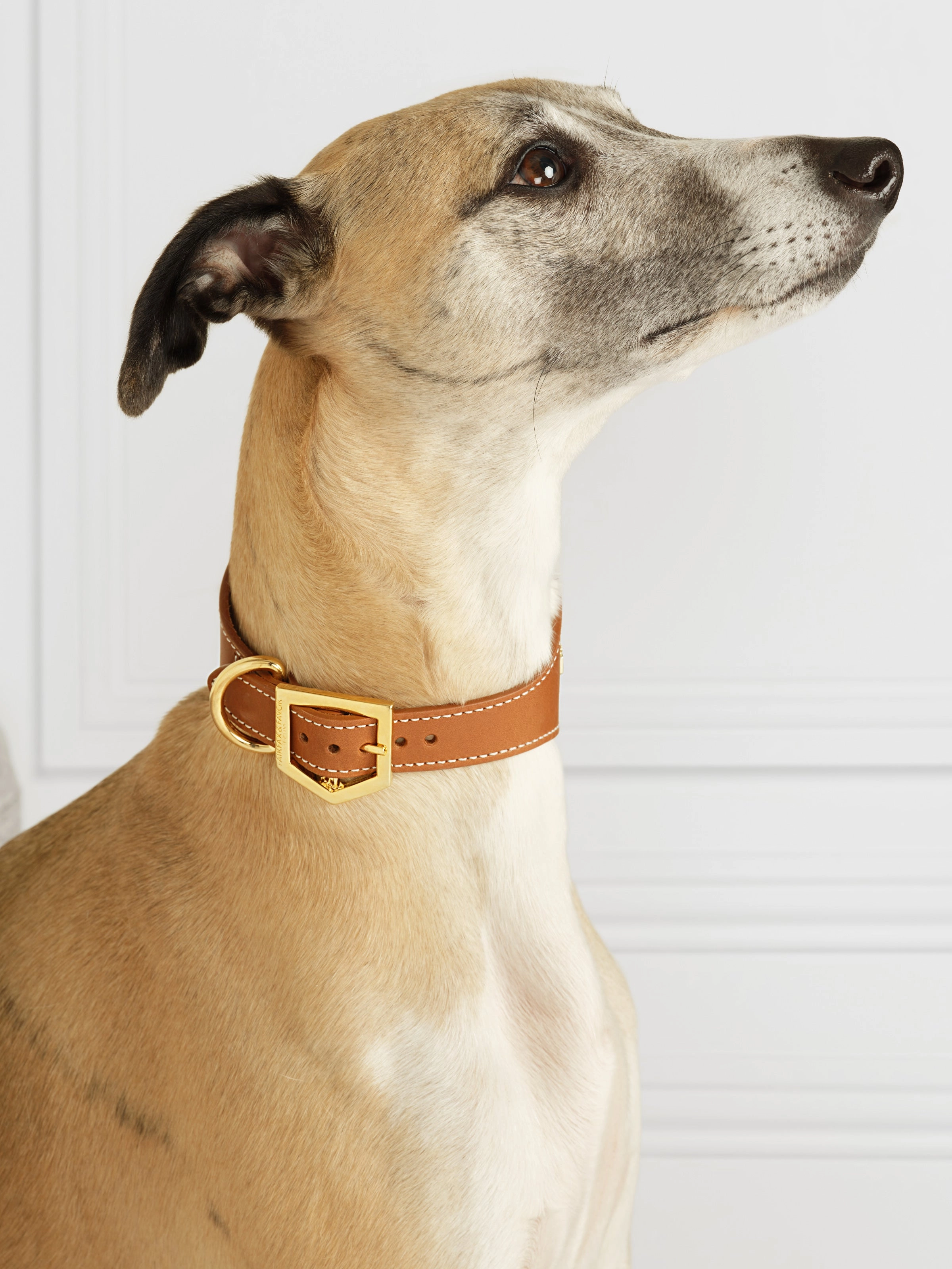 Fig Whippet Dog Collar - Tan