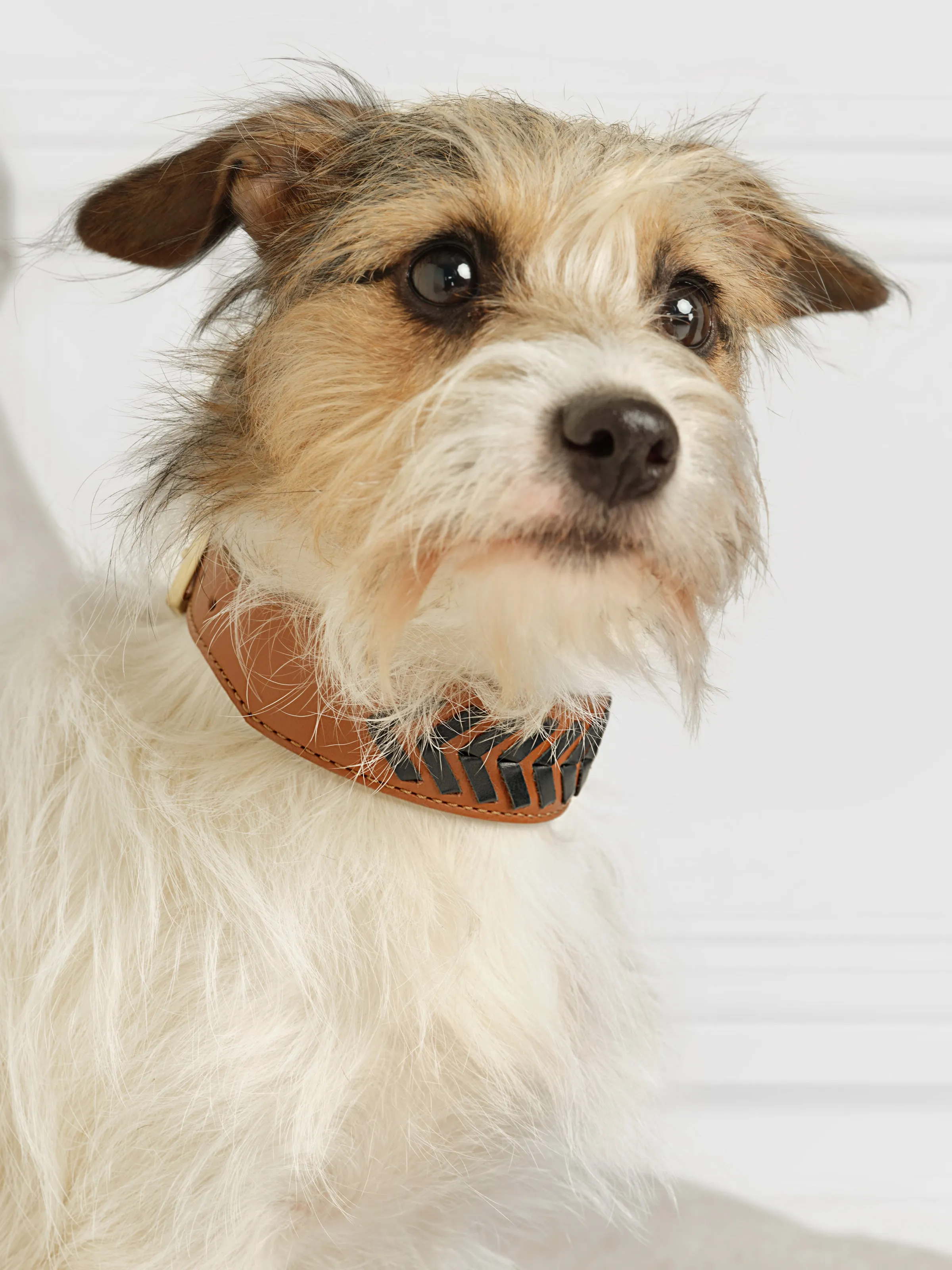 Tetbury Dog Collar - Tan & Navy