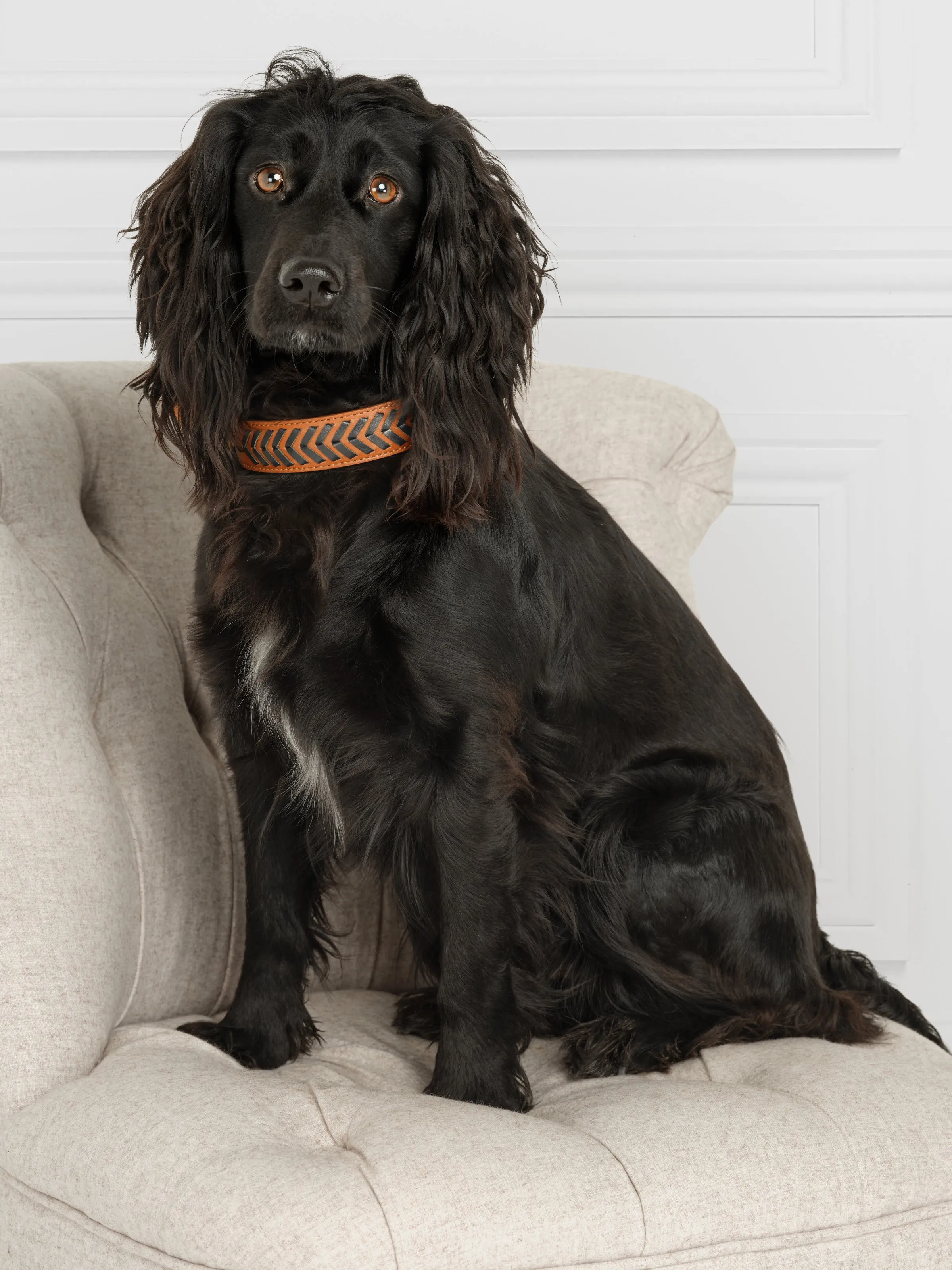 Tetbury Dog Collar - Tan & Navy