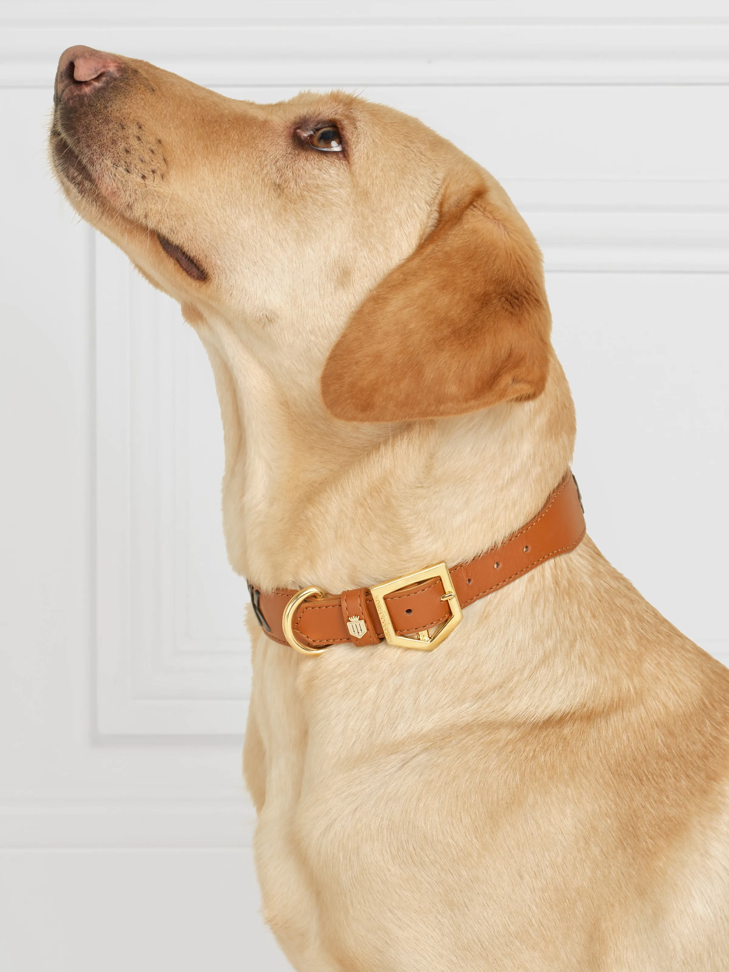 Tetbury Dog Collar - Tan & Navy
